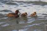 New Zealand scaup | Pāpango. Adult female and chicks. Lake Taupo, January 2011. Image © Jenny Atkins by Jenny Atkins.