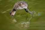 New Zealand scaup | Pāpango. Duckling diving. Te Anau, December 2016. Image © Anja Köhler by Anja Köhler.