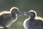 New Zealand scaup | Pāpango. Ducklings. Western Springs, Auckland, January 2021. Image © Athena Rhodes by Athena Rhodes.