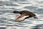 New Zealand scaup | Pāpango. Side view of adult male in flight. Rotorua, Bay of Plenty, January 2006. Image © Neil Fitzgerald by Neil Fitzgerald.