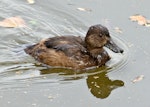 New Zealand scaup | Pāpango. Juvenile. Takaka, March 2014. Image © Rebecca Bowater by Rebecca Bowater FPSNZ AFIAP.