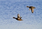 New Zealand scaup | Pāpango. Pair in flight led by male. Hamurana Springs, August 2012. Image © Raewyn Adams by Raewyn Adams.