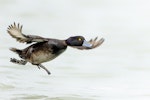 New Zealand scaup | Pāpango. Adult male taking off. Lake Rotorua, September 2012. Image © Tony Whitehead by Tony Whitehead.