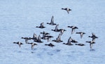 New Zealand scaup | Pāpango. Flock in flight. Lake Tekapo, March 2023. Image © Glenn Pure by Glenn Pure.