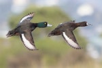 New Zealand scaup | Pāpango. Pair in flight (male on left). Whakapuaka ponds, Nelson, June 2016. Image © Rob Lynch by Rob Lynch.