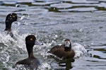 New Zealand scaup | Pāpango. Female in breeding plumage chasing off male. Lake Rotoiti, September 2012. Image © Raewyn Adams by Raewyn Adams.