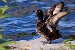 New Zealand scaup | Pāpango. Adult raising wings. Lake Taupo, January 2011. Image © Albert Aanensen by Albert Aanensen.