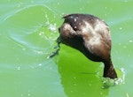 New Zealand scaup | Pāpango. Diving. Lakeside Park, Auckland, December 2008. Image © Heather Whear by Heather Whear.