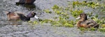 New Zealand scaup | Pāpango. Male (left) indicating to female. Hamurana Springs, September 2012. Image © Raewyn Adams by Raewyn Adams.