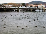 New Zealand scaup | Pāpango. Large flock on water. Lake Rotorua, August 2011. Image © Joke Baars by Joke Baars.