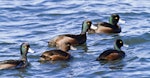 New Zealand scaup | Pāpango. Males swimming with a female. Hamurana Springs, June 2012. Image © Raewyn Adams by Raewyn Adams.