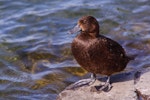 New Zealand scaup | Pāpango. Female resting showing webbed feet. Lake Taupo, January 2011. Image © Albert Aanensen by Albert Aanensen.