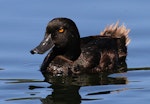 New Zealand scaup | Pāpango. Male showing tail feathers. Wanganui, December 2010. Image © Ormond Torr by Ormond Torr.