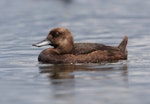 New Zealand scaup | Pāpango. Female or immature in faded plumage. Lake Tarawera, December 2010. Image © Phil Battley by Phil Battley.