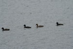 New Zealand scaup | Pāpango. Adult female leucistic colouration (second from right). Lake Rotorua, January 2009. Image © Andrew Thomas by Andrew Thomas.