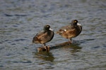 New Zealand scaup | Pāpango. Adult males resting on wood. Lake Okareka. Image © Noel Knight by Noel Knight.