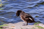 New Zealand scaup | Pāpango. Preening. Lake Taupo, January 2011. Image © Albert Aanensen by Albert Aanensen.