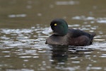 New Zealand scaup | Pāpango. Close view of adult male. Rotorua, Bay of Plenty, August 2005. Image © Neil Fitzgerald by Neil Fitzgerald.