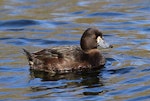 New Zealand scaup | Pāpango. Adult female. Wanganui, August 2012. Image © Ormond Torr by Ormond Torr.