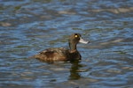 New Zealand scaup | Pāpango. Adult male. Lake Okareka. Image © Noel Knight by Noel Knight.