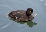 New Zealand scaup | Pāpango. Adult male swimming. Christchurch, January 2009. Image © James Mortimer by James Mortimer.