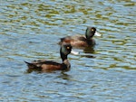 New Zealand scaup | Pāpango. Adult males showing colours in sunlight. Waimanu Lagoon, Waikanae, September 2012. Image © Alan Tennyson by Alan Tennyson.