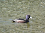 New Zealand scaup | Pāpango. Adult male. Waimanu Lagoon, Waikanae, September 2012. Image © Alan Tennyson by Alan Tennyson.