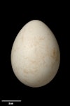 White-headed petrel. Egg 69.5 x 51.3 mm (NMNZ OR.014748, collected by William Daubin). Figure of Eight Island, Carnley Harbour, Auckland Islands, December 1943. Image © Te Papa by Jean-Claude Stahl.