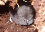 White-headed petrel. Chick. Disappointment Island, Auckland Islands, January 2018. Image © Colin Miskelly by Colin Miskelly.