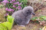 White-headed petrel. Chick. Disappointment Island, Auckland Islands, January 2018. Image © Colin Miskelly by Colin Miskelly.