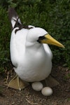 Masked booby. Adult on nest with 2 eggs. Raoul Island, Kermadec Islands, January 2009. Image © Gareth Rapley by Gareth Rapley.