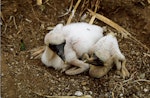 Masked booby. Very young chicks on nest. Curtis Island, October 1989. Image © Graeme Taylor by Graeme Taylor.