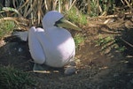 Masked booby. Adult brooding chick. Macauley Island, July 2002. Image © Terry Greene by Terry Greene.