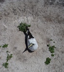 Masked booby. Adult on nest. Rawaki, Phoenix Islands, May 2008. Image © Mike Thorsen by Mike Thorsen.