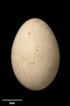 Masked booby. Egg 70.8 x 48.1 mm (NMNZ OR.007061). Macauley Island, Kermadec Islands, November 1908. Image © Te Papa by Jean-Claude Stahl.