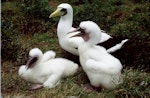 Masked booby. Adult with 2 well-grown chicks in nest. Curtis Island, November 1989. Image © Graeme Taylor by Graeme Taylor.