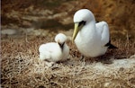 Masked booby. Adult with chick in nest. Curtis Island, November 1989. Image © Graeme Taylor by Graeme Taylor.