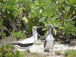 Masked booby. Adult and chick ready to fledge (personata subspecies). Henderson Island, Pitcairn group, November 2011. Image © Matt Charteris by Matt Charteris.