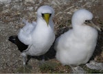 Masked booby. Adult and chick at nest. Kermadec Islands, North Meyer Islet, April 2008. Image © Steffi Ismar by Steffi Ismar.