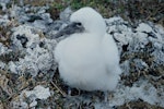 Masked booby. Close up view of chick on nest. South Chanter Island, Kermadec Islands, January 1967. Image © Department of Conservation (image ref: 10038136) by Don Merton, Department of Conservation.