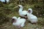 Masked booby. Adult with two chicks. Macauley Island, Kermadec Islands, December 1988. Image © Alan Tennyson by Alan Tennyson.