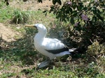 Masked booby. Adult in shade. Phillip Island, Norfolk Island, December 2008. Image © Joke Baars by Joke Baars.