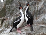 Bounty Island shag. Adult pair. Proclamation Island, Bounty Islands, October 2018. Image © Paul Sagar by Paul Sagar.