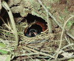 North Island saddleback | Tīeke. Adult female on nest. Cuvier Island, January 1979. Image © Department of Conservation (image ref: 10037614) by Dick Veitch, Department of Conservation.