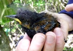 North Island saddleback | Tīeke. Chick, around 13 days old. Tiritiri Matangi Island, December 2010. Image © Kay Milton by Kay Milton.