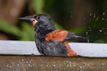 North Island saddleback | Tīeke. Adult bathing in water trough. Tiritiri Matangi Island, November 2008. Image © Peter Reese by Peter Reese.