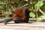 North Island saddleback | Tīeke. Sunbathing adult with flax pollen on head. Tiritiri Matangi Island, November 2008. Image © Peter Reese by Peter Reese.