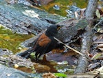 North Island saddleback | Tīeke. Juvenile, bathing. Bushy Park, Whanganui, February 2016. Image © Peter Frost by Peter Frost.