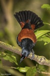 North Island saddleback | Tīeke. Courtship display. Karori Sanctuary / Zealandia, January 2015. Image © John and Melody Anderson, Wayfarer International Ltd by John and Melody Anderson.