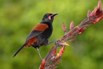 North Island saddleback | Tīeke. Adult feeding on flax flowers with flax pollen on head. Tiritiri Matangi Island, November 2008. Image © Peter Reese by Peter Reese.